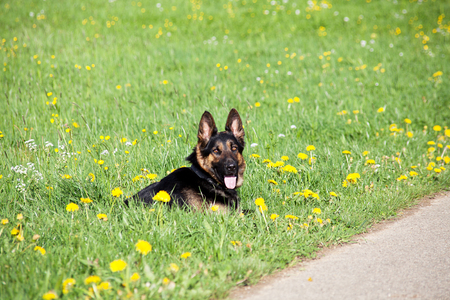 Dog German Shepherd in meadow with flowersの写真素材