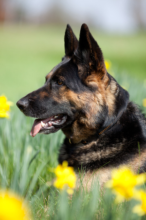 Attentive German Shepard dog on meadow between yellow flowersの写真素材