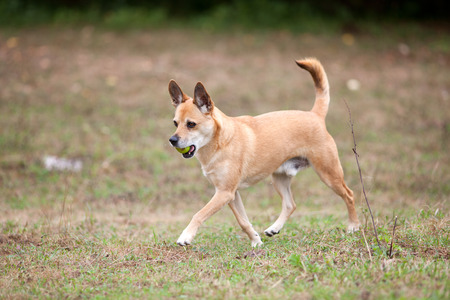dog play with ballの写真素材