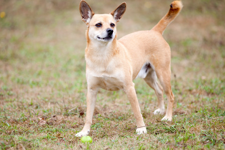 cute terrier dogの写真素材