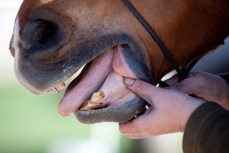 Horse Dentist at work check horse mouthの写真素材