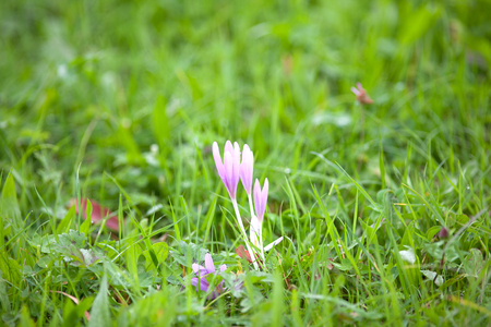 autumn crocus colchicum autumnale on the grassの写真素材