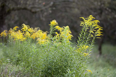 Goldrute Solidago virgaureaの写真素材