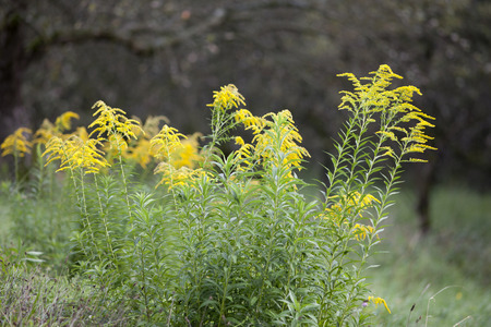 Goldrute Solidago virgaureaの素材 [FY310104679039]