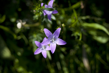 bluebell, bellflower - Campanula rapunculoidesの写真素材
