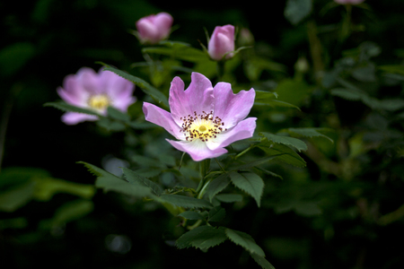 Dog-rose (Rosa canina) flowersの写真素材