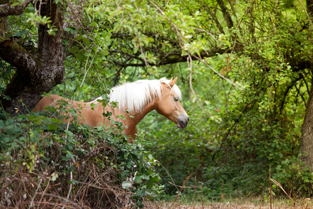 haflinger horse waiting outside in forest portraitの写真素材