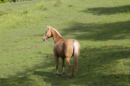 Beautiful golden Palomino Horse on pastureの写真素材