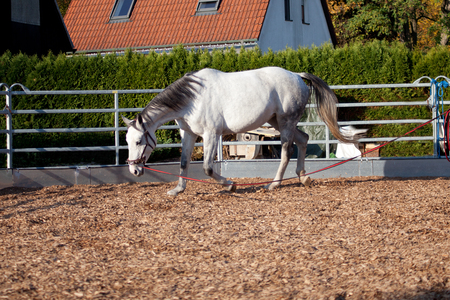 Horse with cavesson training with longe in round penの写真素材