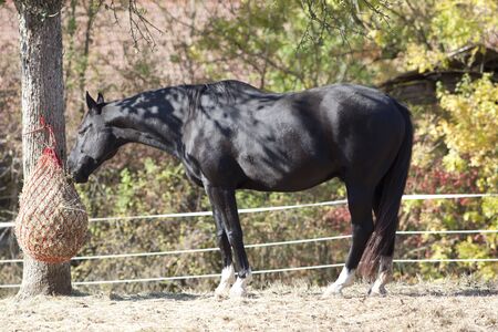 Horse feeding with hay netの写真素材
