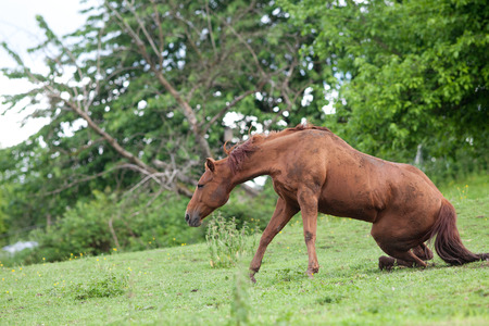 horse accident on meadowの写真素材