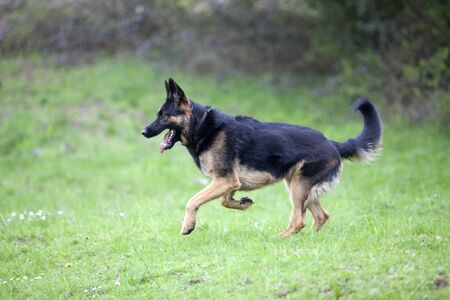 Dog German Shepard run in fieldの写真素材