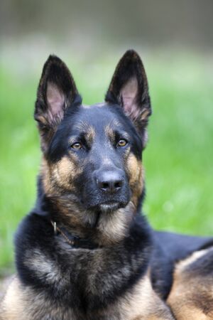 Shepard dogの写真素材