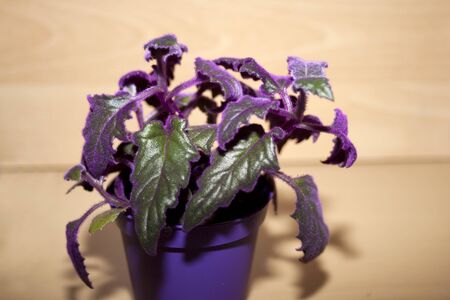 Indoor Plant gynura scandensの写真素材