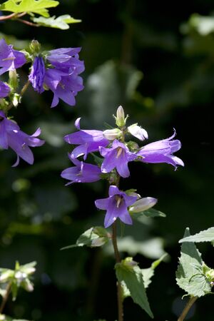 field bellflower - Campanula rapunculoidesの写真素材