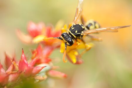 European paper wasp (Polistes dominula)の写真素材