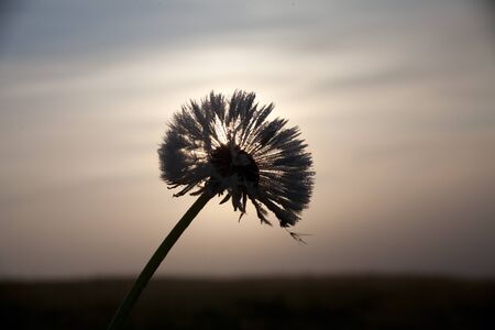 Dandelion silhouette backlight in summerの写真素材