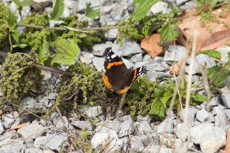 Vanessa atalanta - red admiral, red admirable butterflyの写真素材