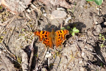 Polygonia c-album, anglewing butterfliesの写真素材