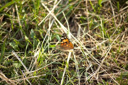 Vanessa cardui painted lady butterflyの写真素材