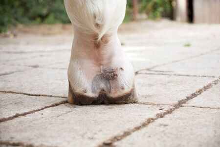 Mud fever, parasitic dermatitis in lower limbs of horses legの写真素材