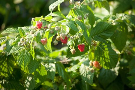 Raspberry fruit natural with green leaf