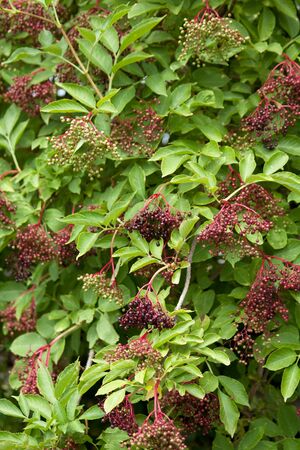 Sambucus elderberry plant with ripe berriesの写真素材