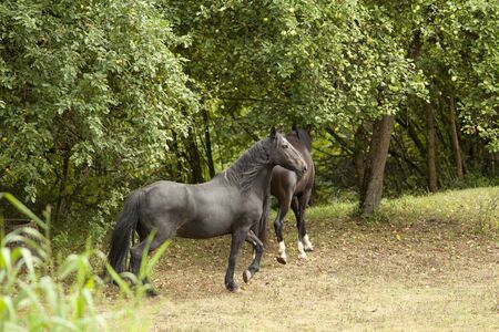 Two black horses running free in paddock pastureの写真素材