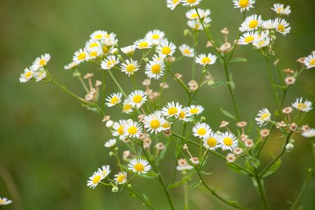 Erigeron fleabane wild flower plantの写真素材