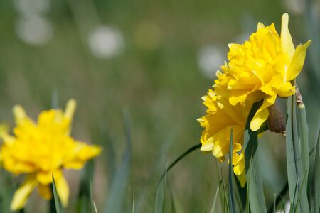 daffodil easter flowers backgroundの写真素材