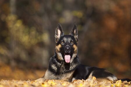 Attentive german shepard dog portrait with autumn colored backgroundの写真素材