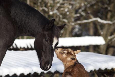 Horse and goat together - animal friendshipの写真素材