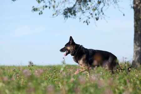 Beautyful black dog german shepard in summer with flower fieldの写真素材