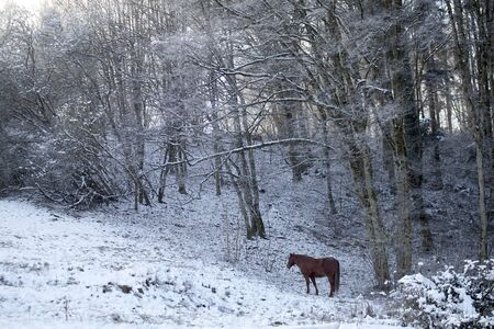 Horse in winter scene outside on snowy meadowの写真素材