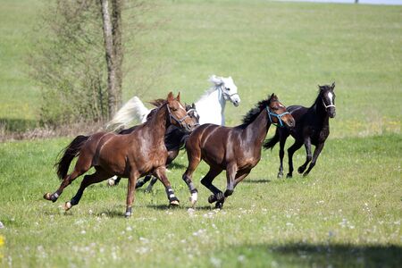 Horse gallop free outside on meadowの写真素材