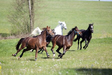 Horse gallop free outside on meadow