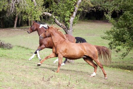 Two beautiful horses gallop on pastureの写真素材
