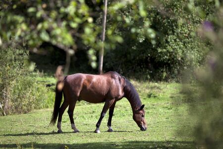 Horse waiting outside portrait. one horse grazing in meadow.の写真素材