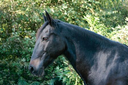 Black Lusitano portraitの写真素材