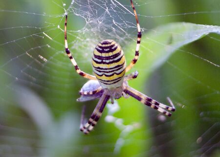 Wasp spider Argiope bruennichi with preyの写真素材