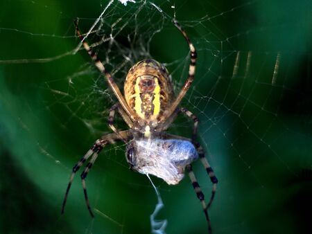 Wasp spider Argiope bruennichi with preyの写真素材