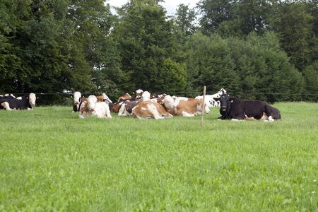 Herd cows in meadow, cows and calf portrait close up. Cows in green grassの写真素材