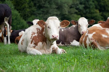 Group cows in meadow, cows and calf portrait close up. Look in cameraの写真素材