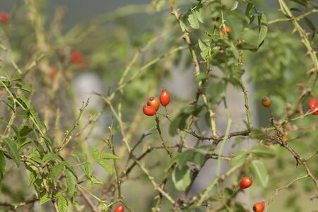 Rose hip, rose haw, fruit. natural plansの写真素材
