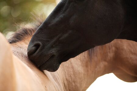 Horse friends together touch with nose for groomingの写真素材