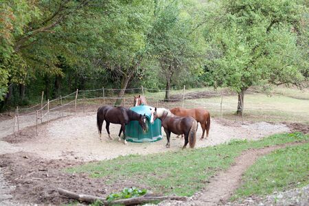 Horses feeding outside with hay rackの写真素材