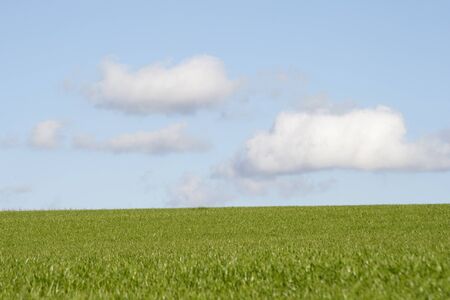 Green meadow with copy space, blue sky with soft white cloudsの写真素材