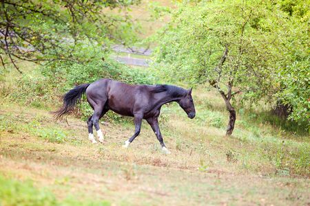 black horse run down a pastureの写真素材