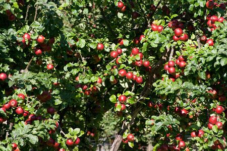 Apple tree with red applesの写真素材