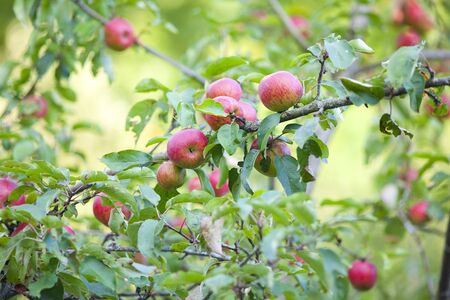 Apple tree with red applesの写真素材